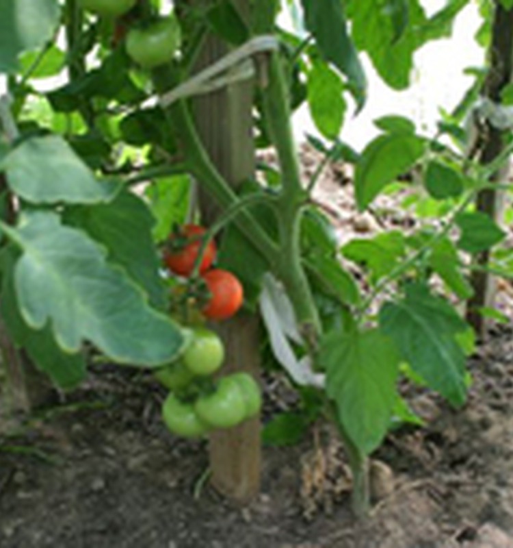 Apie agurkus ir pomidorus