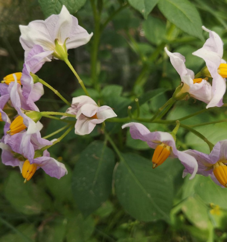 Laimė mažuose dalykuose