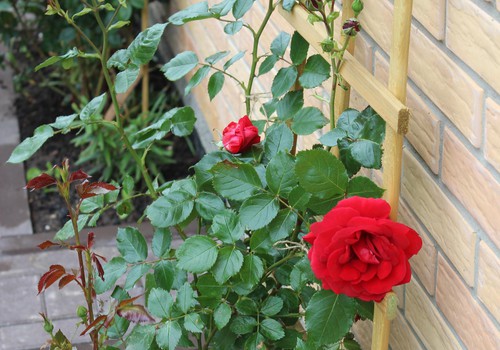 Žaliaraštis: rožė - gėlė kerėtoja