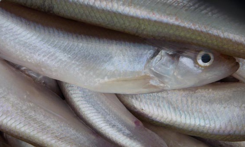 "Stintapūkis" kviečia į Neringą