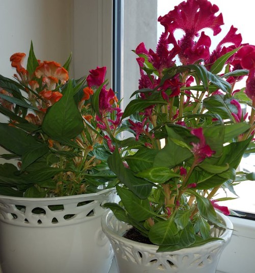 Išskirtinės kambarinės gėlės: celiozija ir paukštpienė