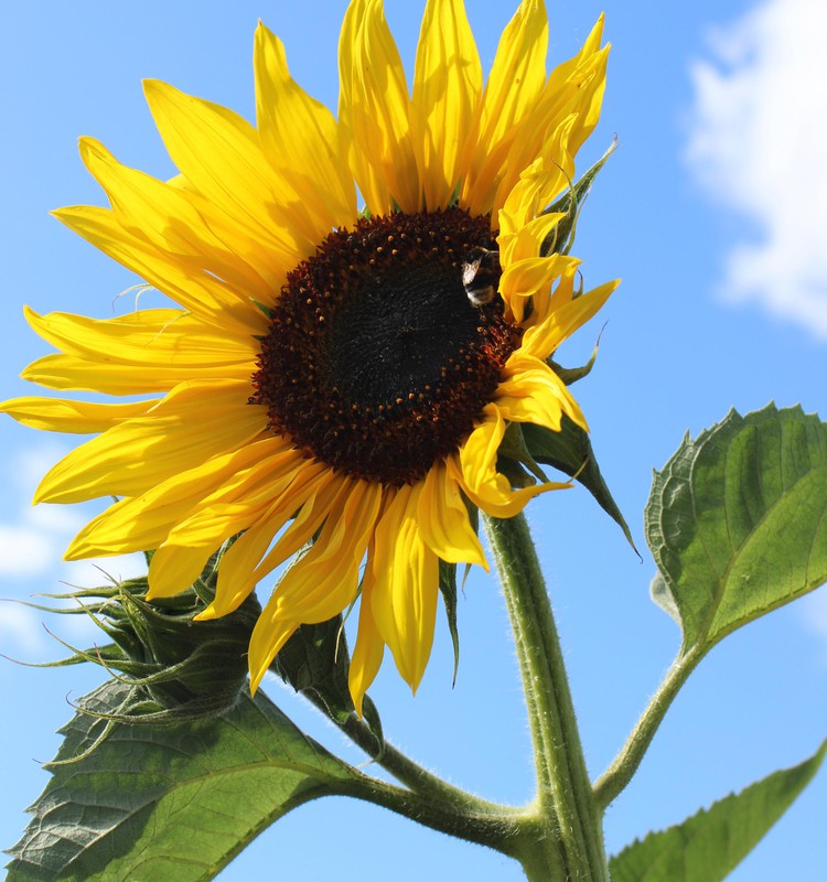 Žaliaraštis: saulėgrąža - besišypsanti gėlė