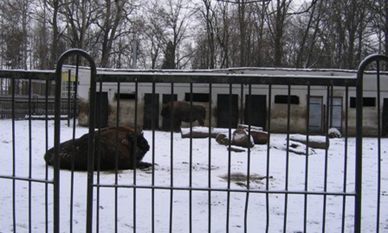 Žiemos ramybė Kauno zoologijos sode