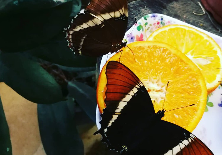 Tropinių drugelių paroda
