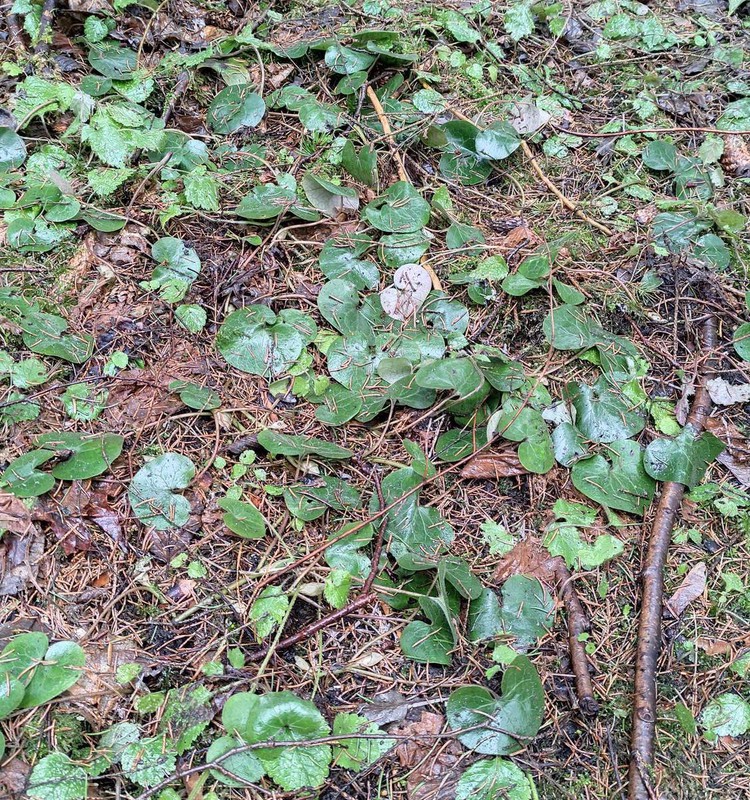 Gamta bunda. Iškyla su kareiviška koše!