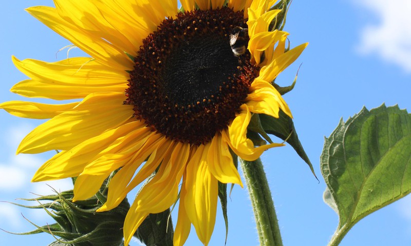 Žaliaraštis: saulėgrąža - besišypsanti gėlė