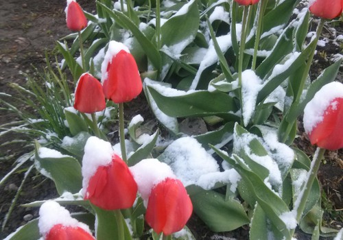 Pavasario blogas: gėlės ir sniegas,lyg pasakoje.. :)