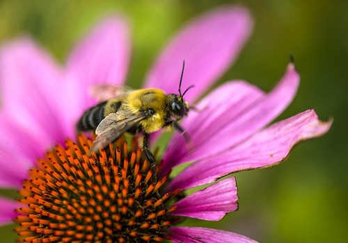 Ką žinoti, įgėlus bitei? 