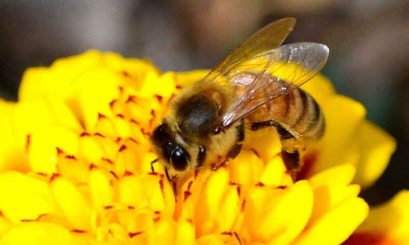 Pradėta taikyti specifinė imunoterapija su bičių, širšių ir vapsvų nuodais  