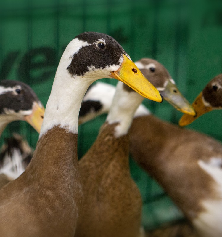 Paukščių paroda Kaune: kviečia susipažinti su gražiausiais ir įdomiausiais eksponatais
