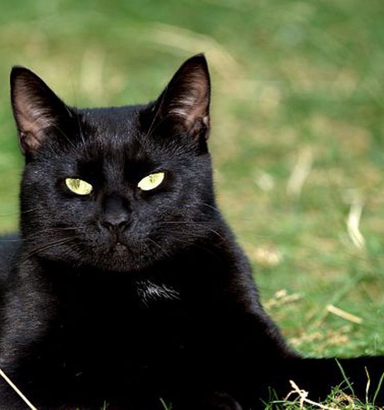 Juodos katės paslaptis :)
