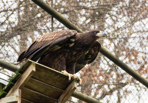 Kauno zoologijos sode - naujas gyvūnas!