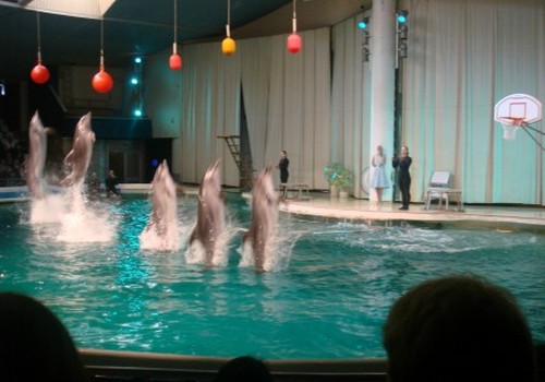 11 delfinų į Lietuvos delfinariumą gali ir negrįžti