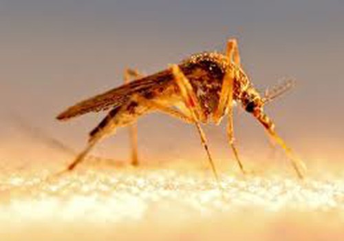 Afrikoje dirbęs vyras susirgo maliarija