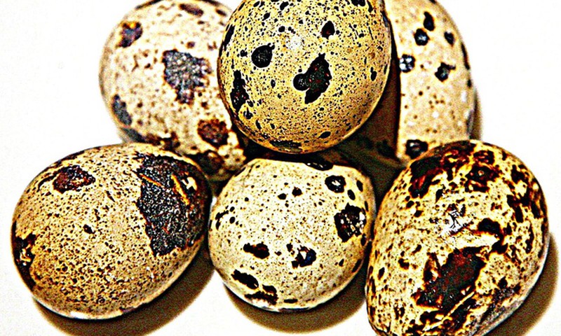 Kuo naudingi putpelių kiaušiniai vaikams?