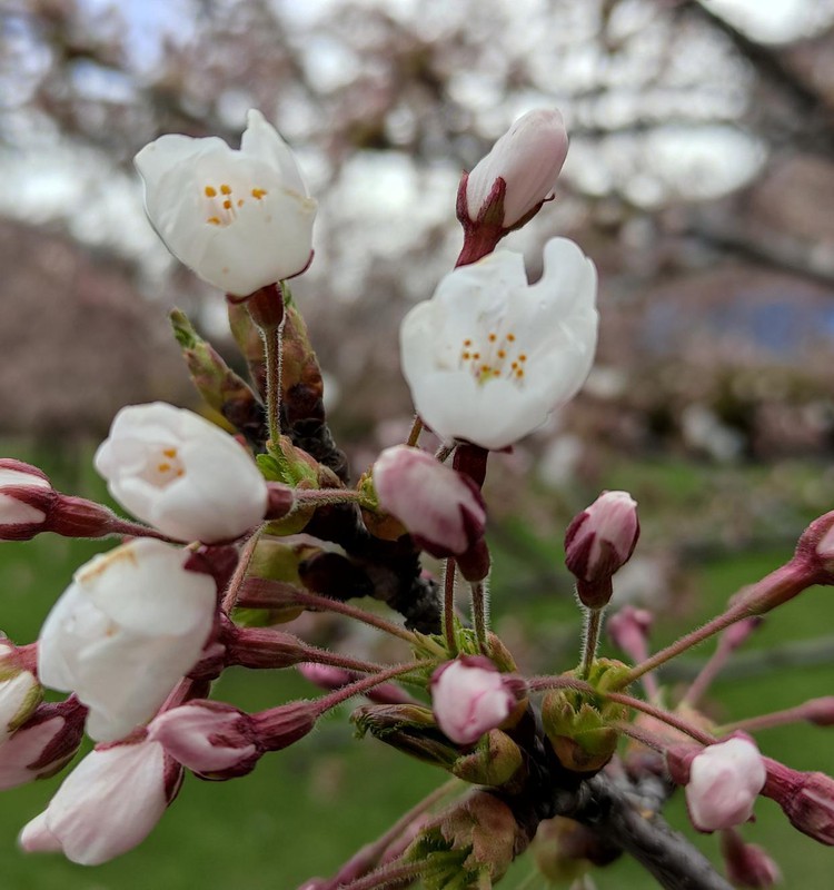 Jau skleidžiasi sakuros!