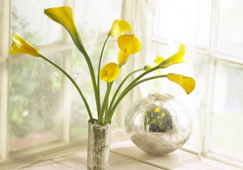 Kaip ilgiau išlaikyti pamerktas gėles: floristės patarimai