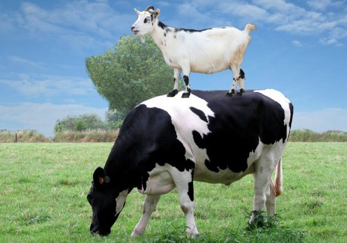 Kas sveikiau - karvės ar ožkos pienas?