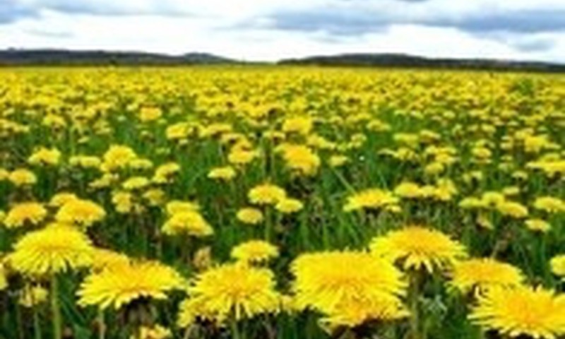 BALSUOKIME už patikusius fotoblogus "Mažyliai pienių jūroje"!