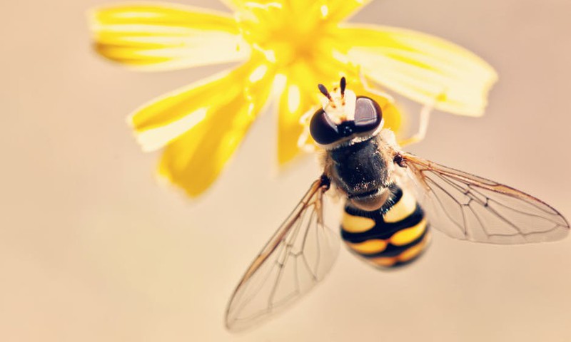 Ką daryti įgėlus bitei?