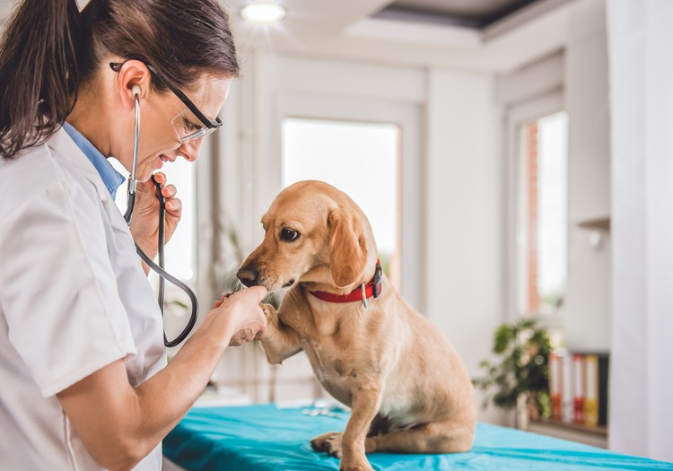 Ašaras kasdien matanti veterinarė: skaudžią pamoką žmonės išmoksta per vėlai