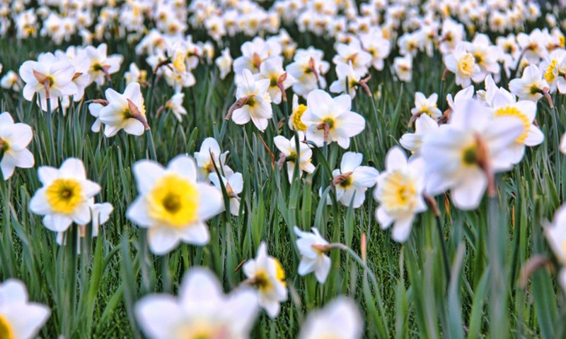 Druskininkai kviečia į Narcizų žydėjimo šventę