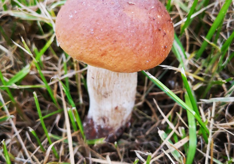 Mes dalyvavome paskaitoje, kuri vyko miške