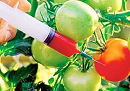 GMO – siaubas ar tik gamybininkų išsigelbejimas gaminant pigų produktą?