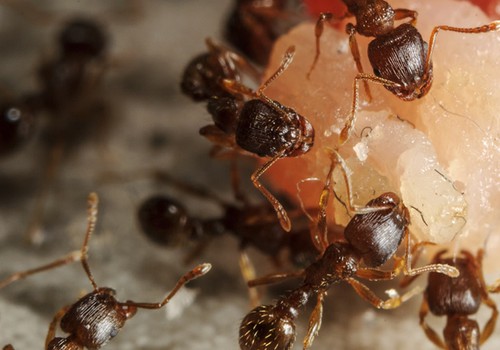 Kaip išnaikinti skruzdėles?