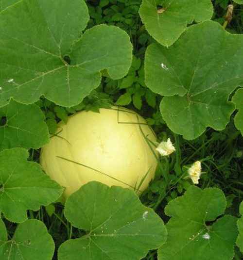 40 nėštumo savaitė. Aš vis dar su pilvuku