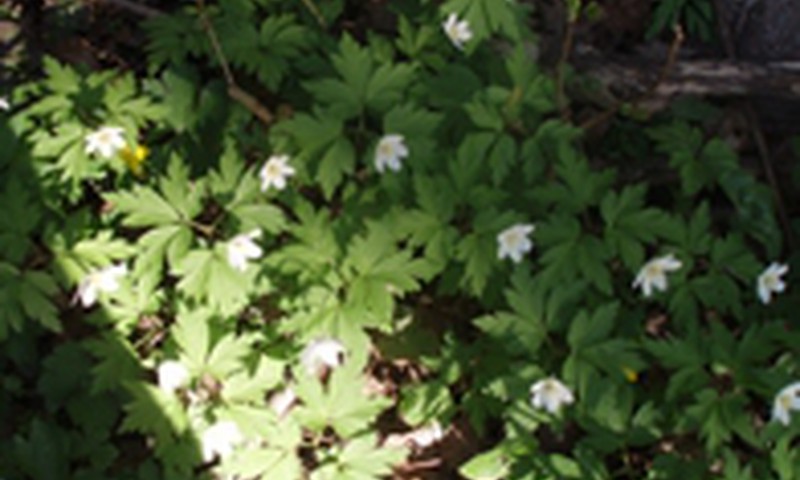 Tėčiai - jūs mums reikalingi!