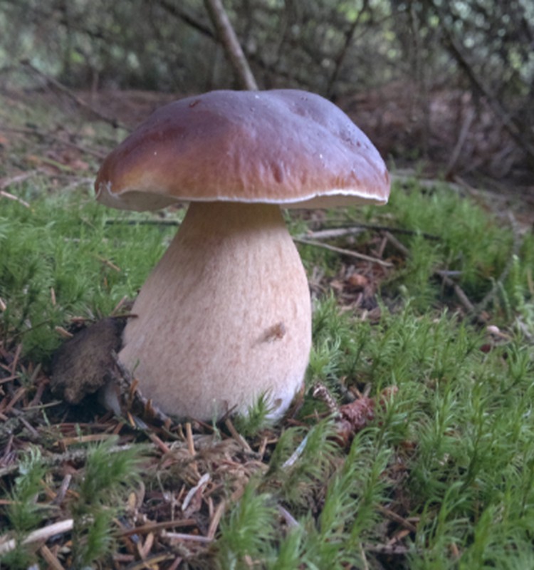 GRYBAI: nuo kada duoti vaikams?