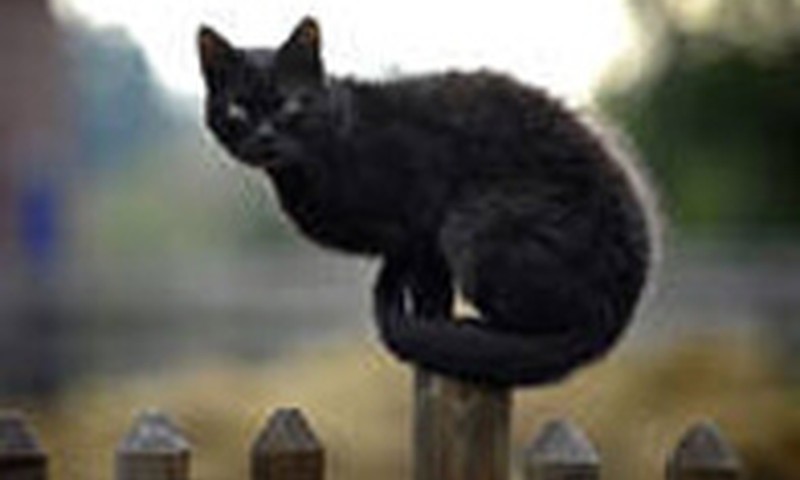 Prietarai mūsų gyvenime: ar tikite jais