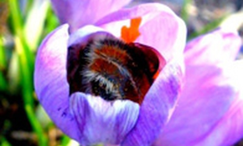 Kaip apsiginti nuo bičių ar kitų vabzdžių įgėlimo