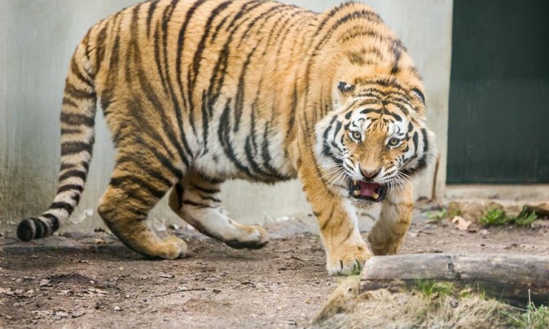 Zoologijos sode bus minima tigro diena