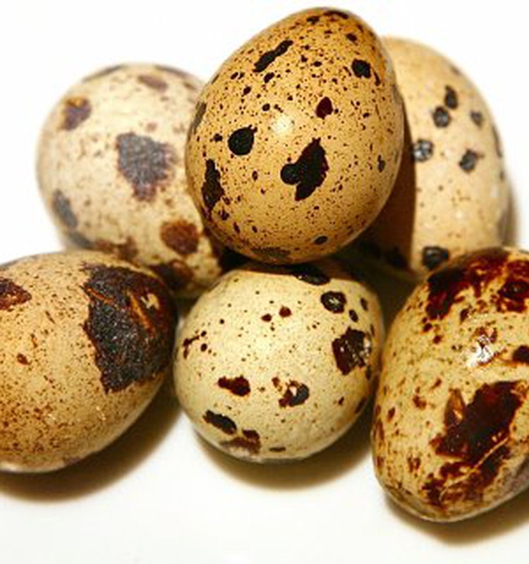 Ar verta ragauti putpelių kiaušinių?
