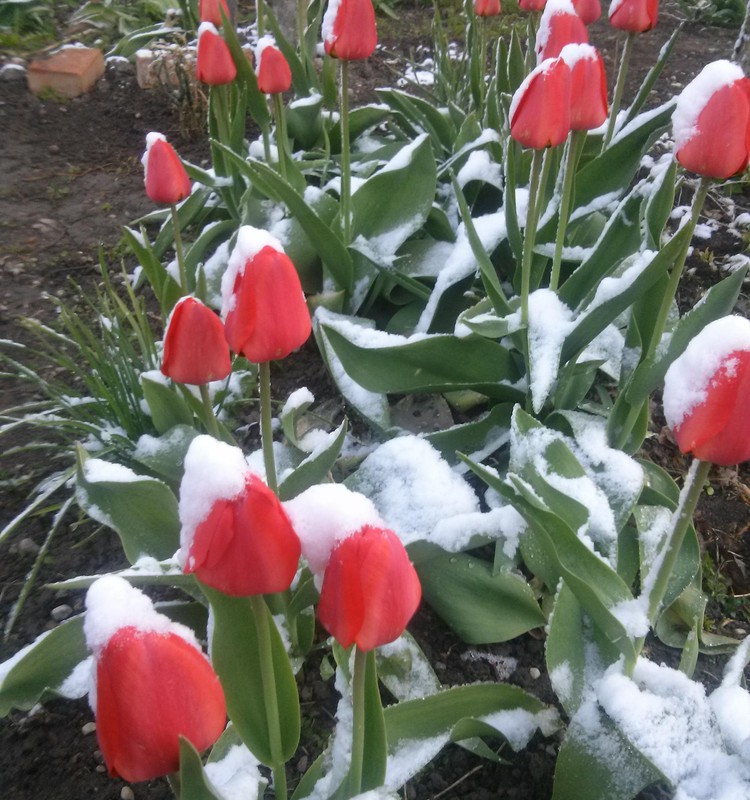 Pavasario blogas: gėlės ir sniegas,lyg pasakoje.. :)