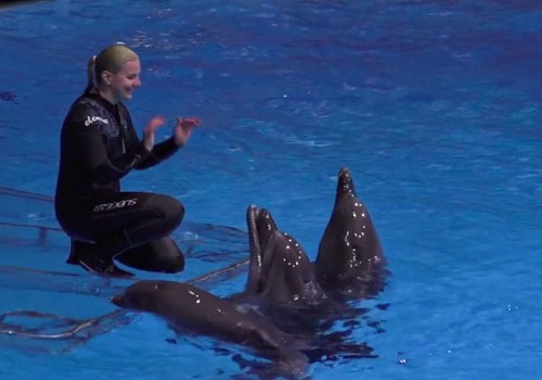 Kuo ypatingi delfinai?