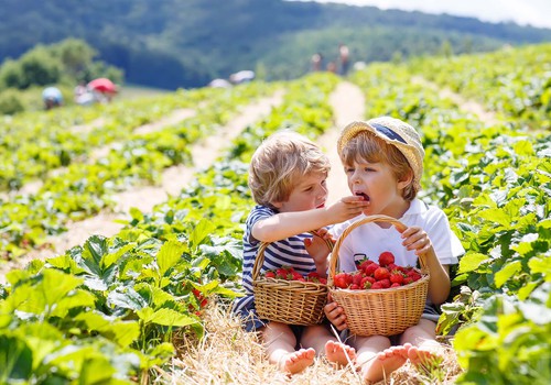 Nemalonūs vasaros „siurprizai“: kodėl pavojinga valgyti neplautus vaisius ir daržoves?