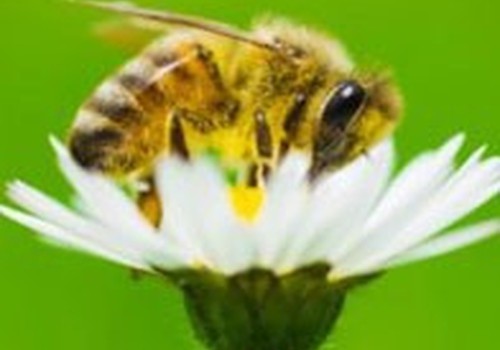  Įkando bitė ar vapsva: ką daryti?