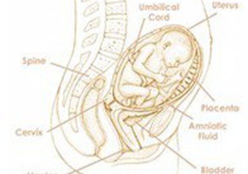 27 savaitė: Pasunkėti per nėštumą nėra blogai
