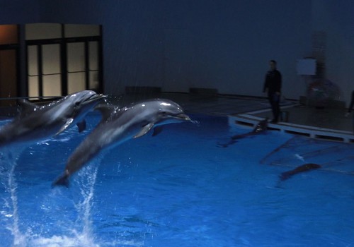 VIDEO: Kaip delfinai rūpinasi savo mažyliais?