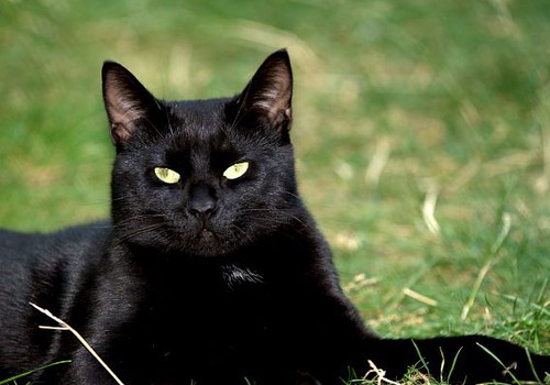 Juodos katės paslaptis :)