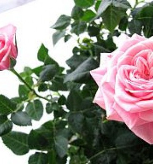 27 nėštumo savaitė...ir svaiginantis rožių aromatas