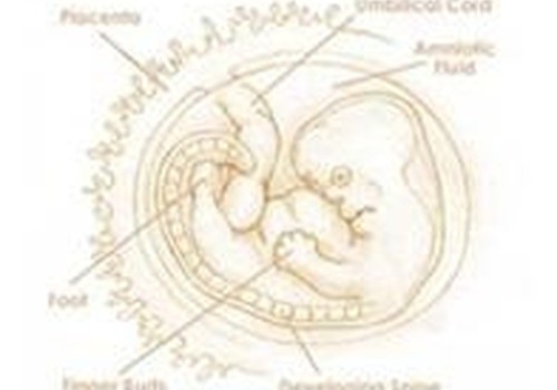 Aštuntoji savaitė: embrionas pradeda judėti