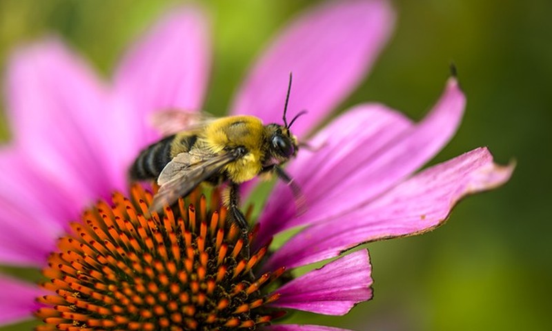 Kaip atpažinti bitės įgėlimą?