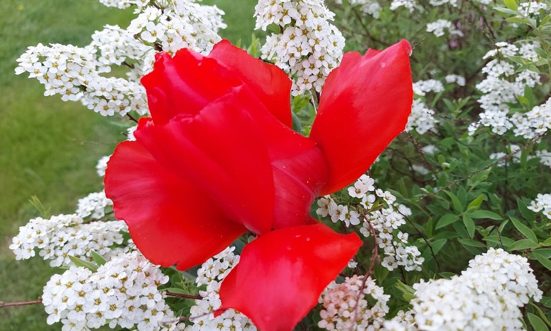 Tulpių manija ir kiti grožiai