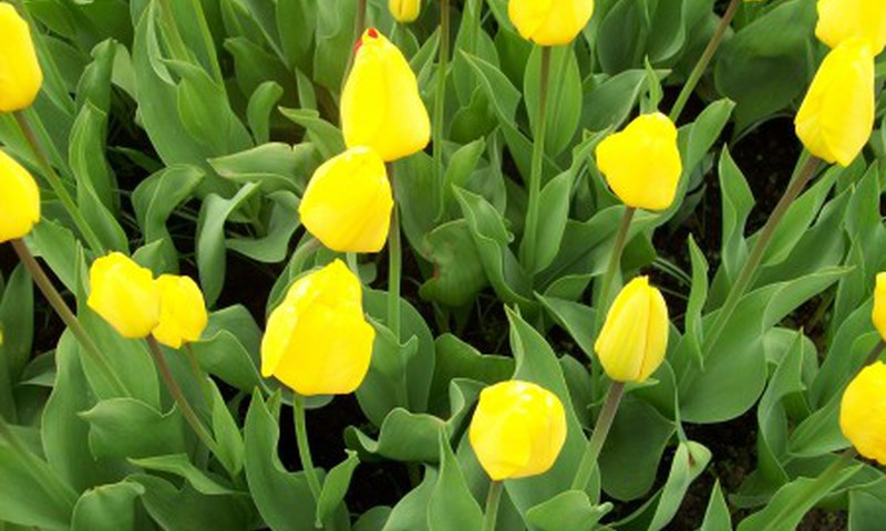 Myliu gėles, myliu tulpių jūrą