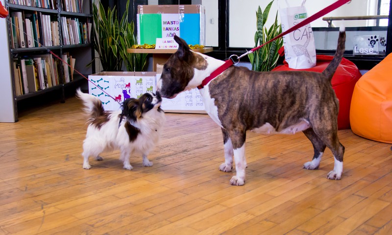 Laimės diena Vinco Kudirkos bibliotekoje: šunys, spektakliai ir improvizuotos kavinės