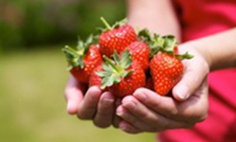 Braškėmis kvepianti vasara